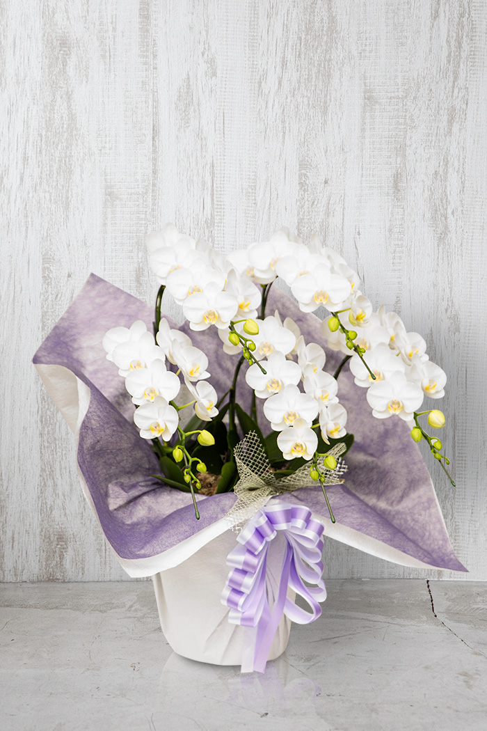 お供え花 ミディ胡蝶蘭 5本立ち アマビリスの写真3枚目