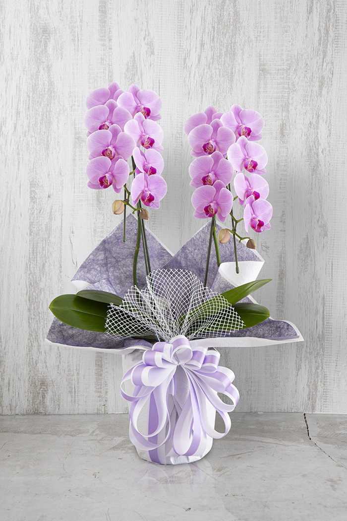 お供え花 ミディ胡蝶蘭 2本立ち ピンクの写真1枚目