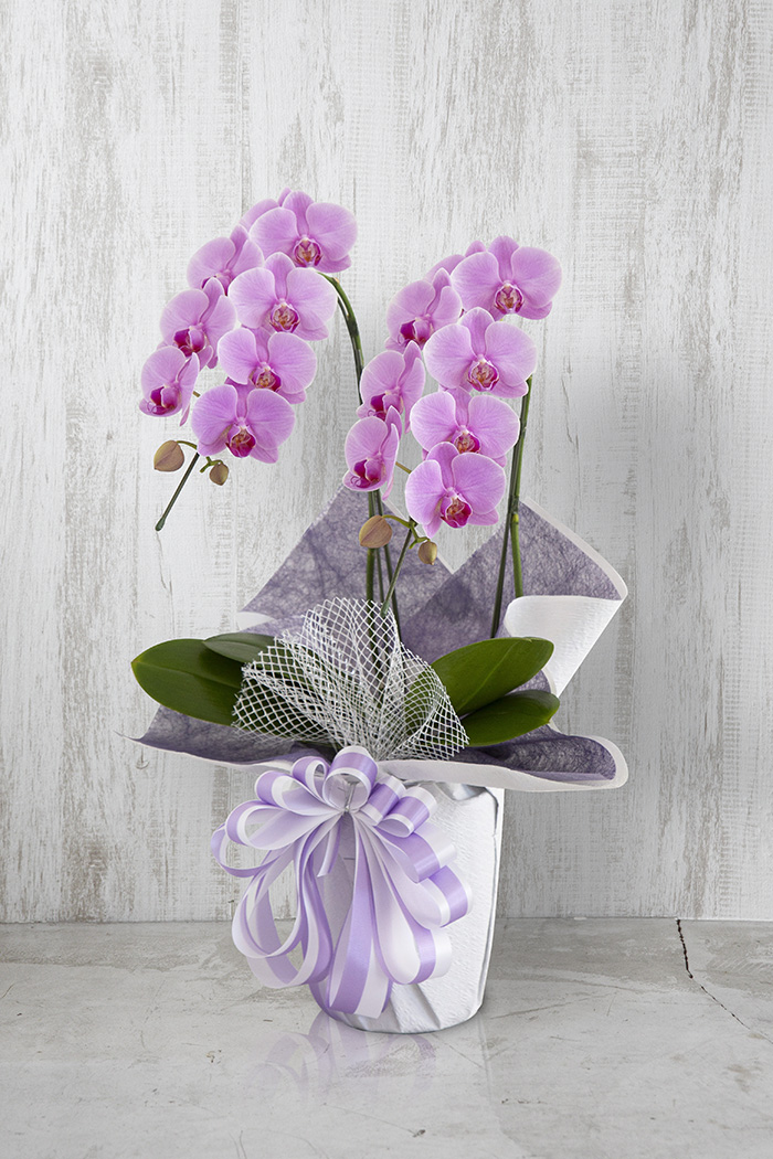 お供え花 ミディ胡蝶蘭 2本立ち ピンク