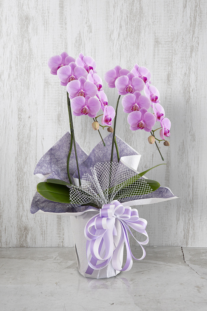 お供え花 ミディ胡蝶蘭 2本立ち ピンクの写真3枚目