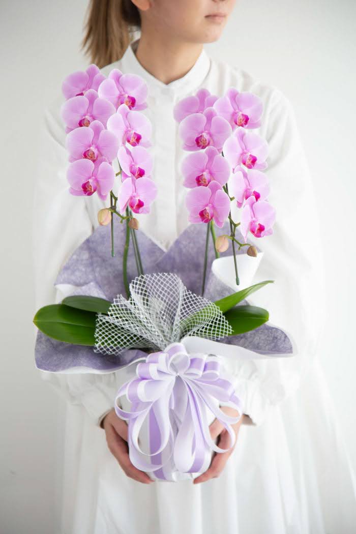 お供え花 ミディ胡蝶蘭 2本立ち ピンクの写真4枚目