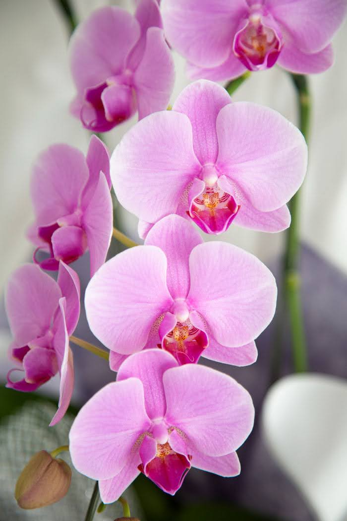 お供え花 ミディ胡蝶蘭 2本立ち ピンクの写真5枚目