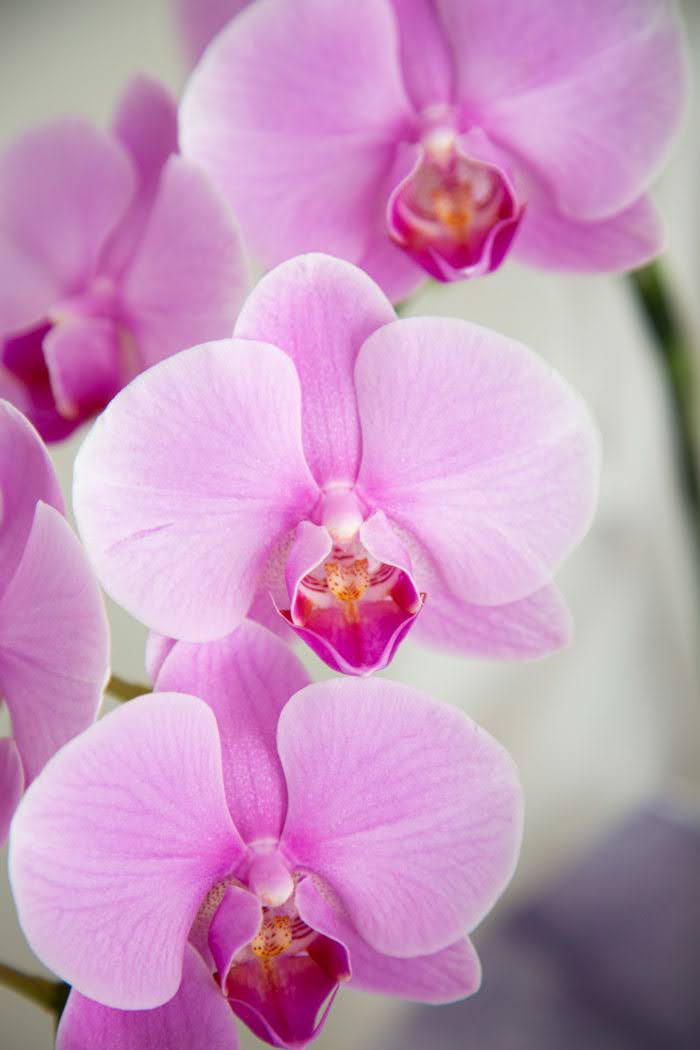 お供え花 ミディ胡蝶蘭 2本立ち ピンクの写真6枚目