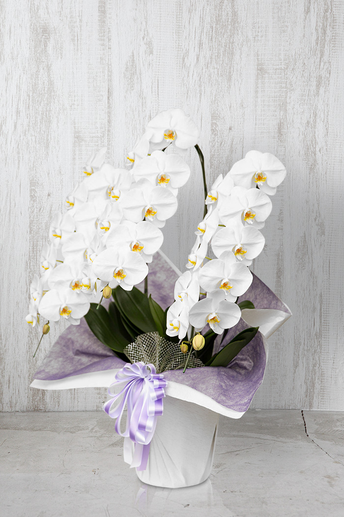 お供え花 大輪 胡蝶蘭 33輪～36輪 3本立ち 白