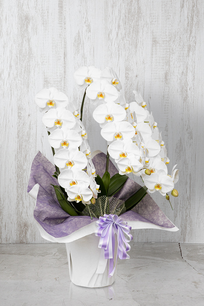 お供え花 大輪 胡蝶蘭 33輪～36輪 3本立ち 白の写真3枚目
