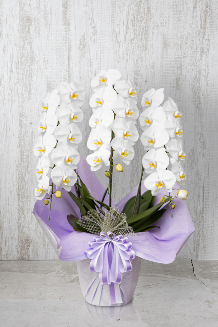 お供え花 大輪 胡蝶蘭 30輪～33輪 3本立ち 白の写真1枚目