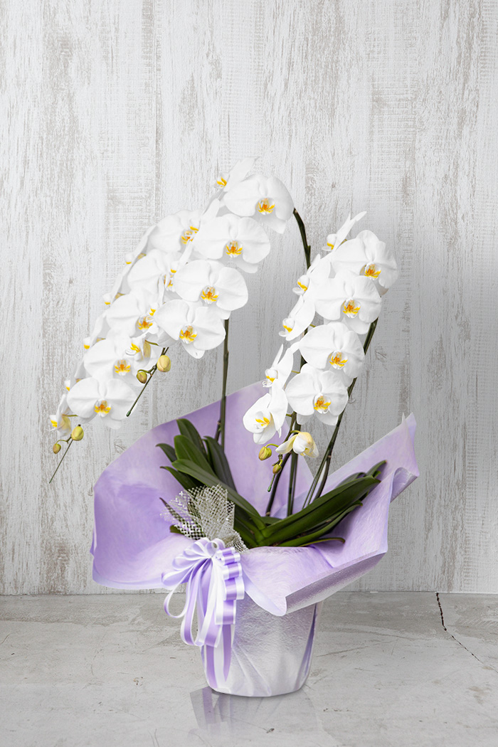 お供え花 大輪 胡蝶蘭 30輪～33輪 3本立ち 白の写真2枚目