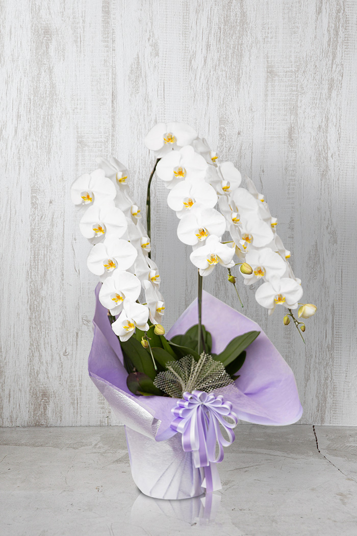 お供え花 大輪 胡蝶蘭 30輪～33輪 3本立ち 白の写真3枚目