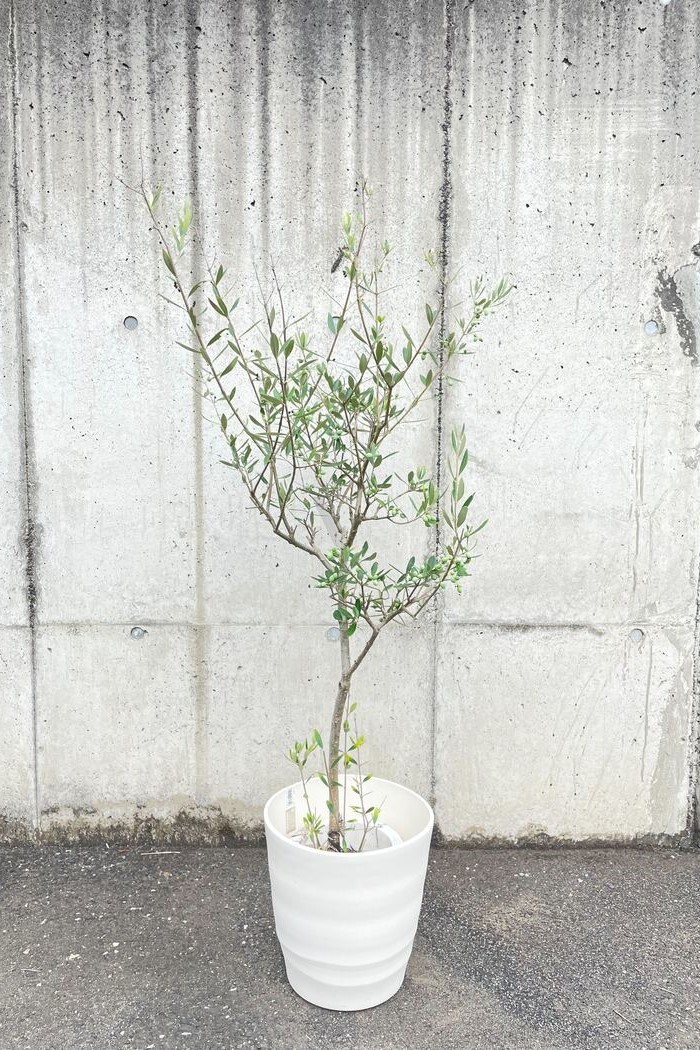 観葉植物 オリーブの木 実付き 1点物 8号鉢 公式 Hanaprime 花と植物のギフト通販 観葉植物 オリーブの木 実付き 1点物 8号鉢 公式 Hanaprime 花と植物のギフト通販