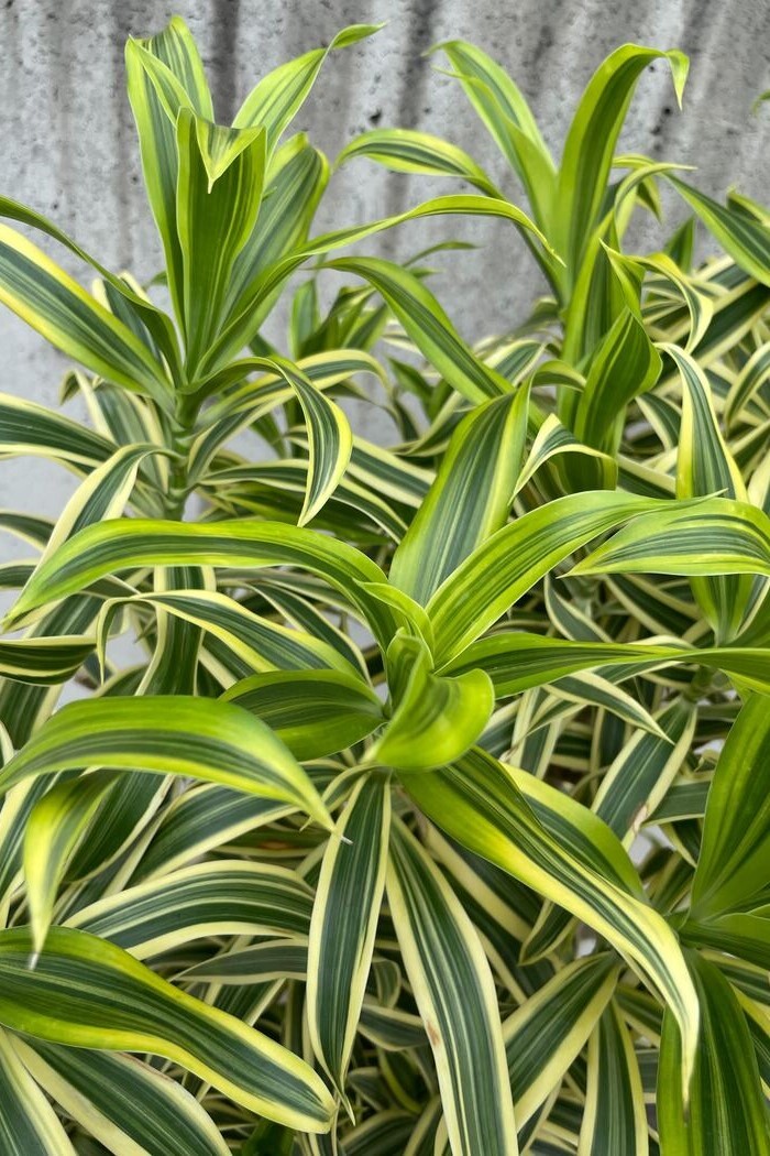 観葉植物　ドラセナ ソングオブ インディア ※1点物（10号鉢）の写真3枚目