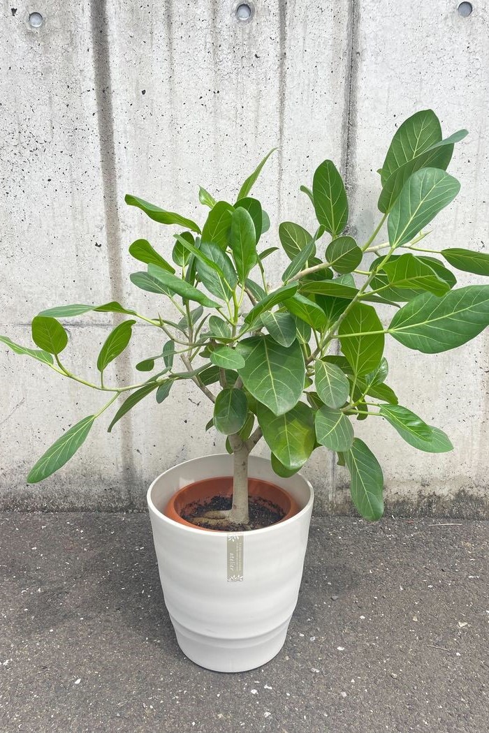 フィカスベンガレンシス 一点物 8号鉢 公式 Hanaprime 花と植物のギフト通販