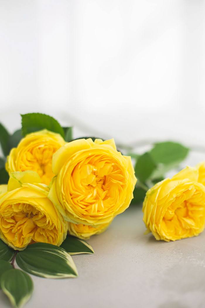 スタンダード バラ 大輪 イエロー 品種おまかせ 3本　size:80の写真8枚目