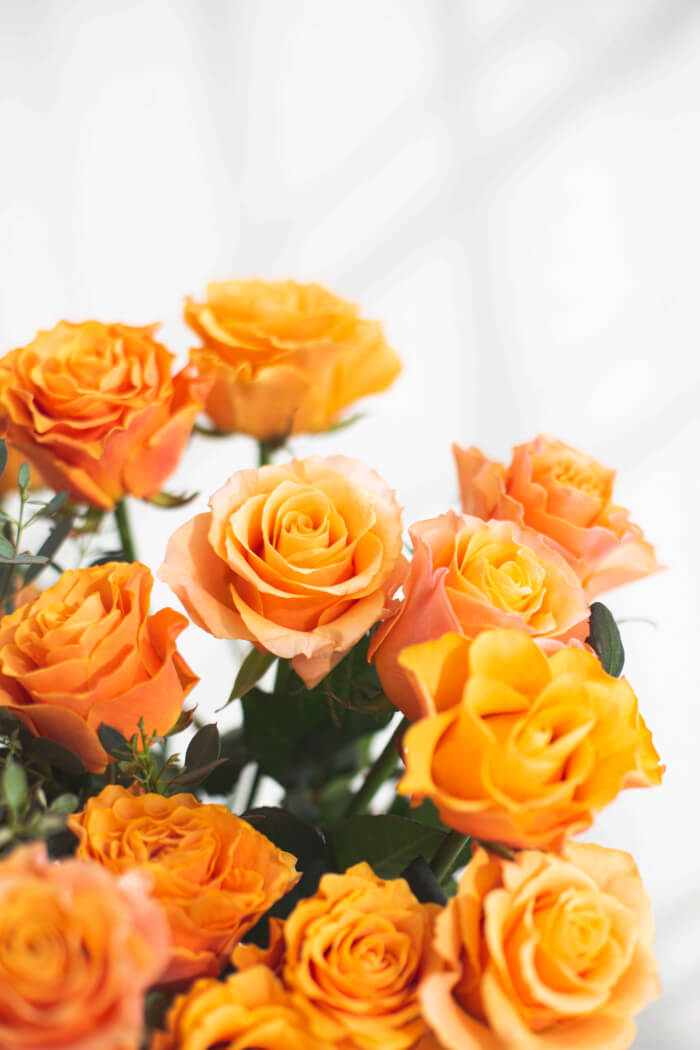 Orange rom鮮やかなオレンジ色の大輪。花もちが良く、丈夫で育てやすい