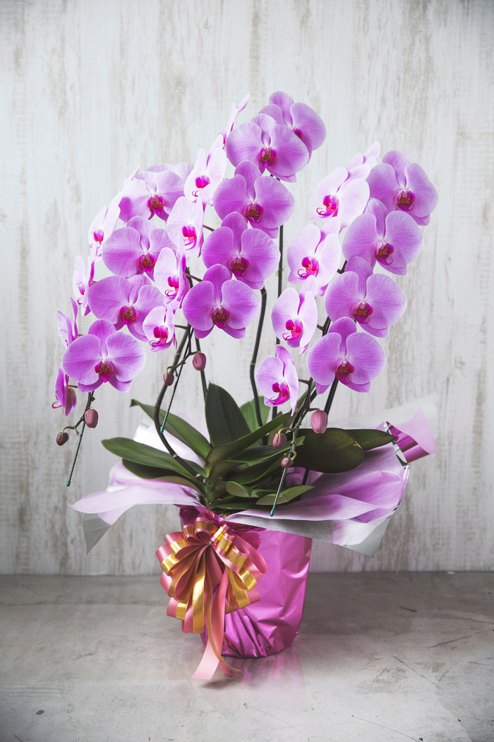 胡蝶蘭 大輪 33輪～36輪 3本立ち ピンク