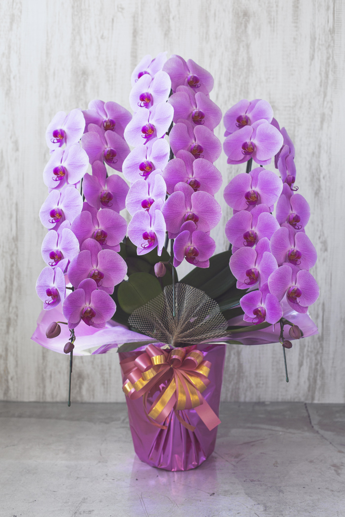 胡蝶蘭 大輪 39輪～42輪 3本立ち ピンク