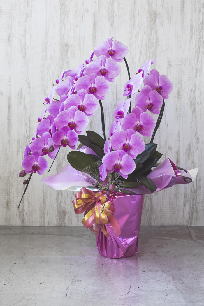 胡蝶蘭 大輪 39輪～42輪 3本立ち ピンク