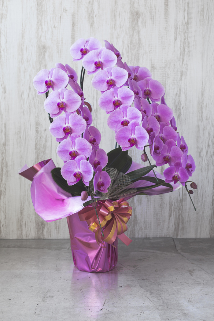 胡蝶蘭 大輪 39輪～42輪 3本立ち ピンクの写真3枚目