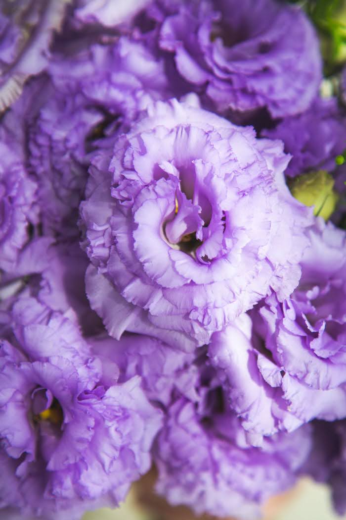 トルコキキョウ八重 大輪 紫 品種おまかせ 3本　size:80の写真6枚目