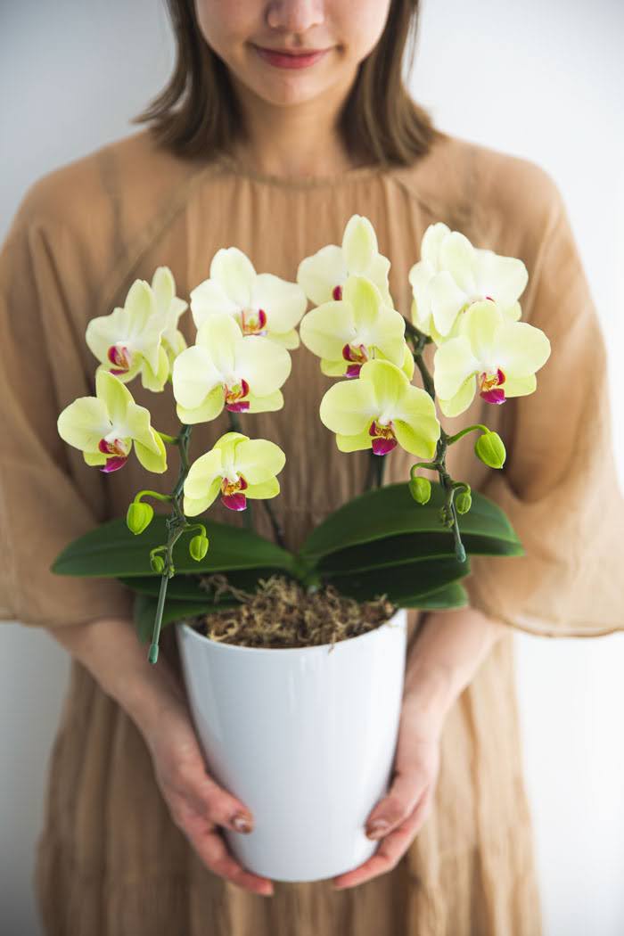 母の日 ギフト 限定 胡蝶蘭 ミディ 胡蝶蘭2本立ち イエロー