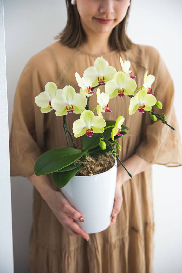 母の日 ギフト 限定 胡蝶蘭 ミディ 胡蝶蘭2本立ち イエローの写真2枚目