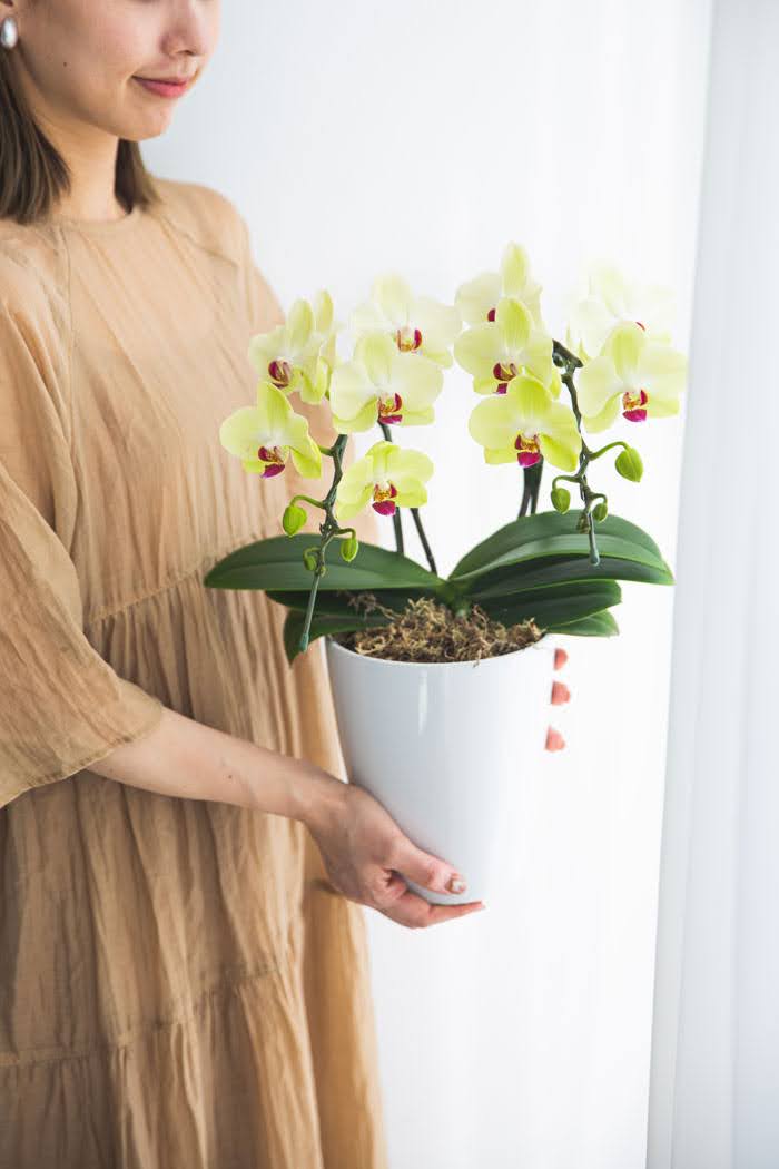 母の日 ギフト 限定 胡蝶蘭 ミディ 胡蝶蘭2本立ち イエローの写真3枚目