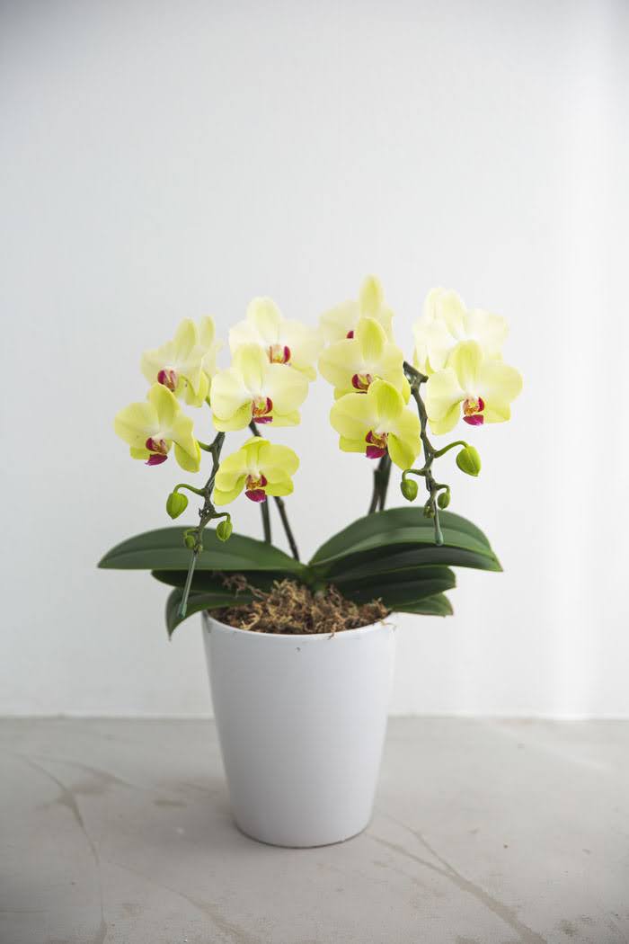 母の日 ギフト 限定 胡蝶蘭 ミディ 胡蝶蘭2本立ち イエローの写真4枚目