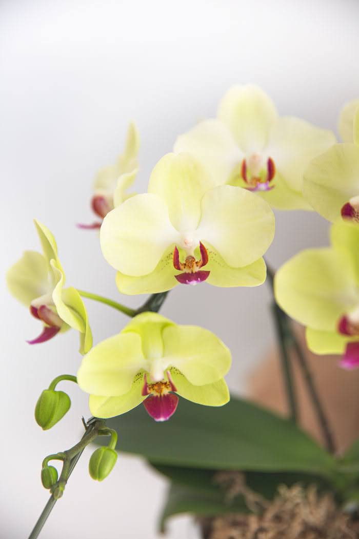 母の日 ギフト 限定 胡蝶蘭 ミディ 胡蝶蘭2本立ち イエローの写真5枚目
