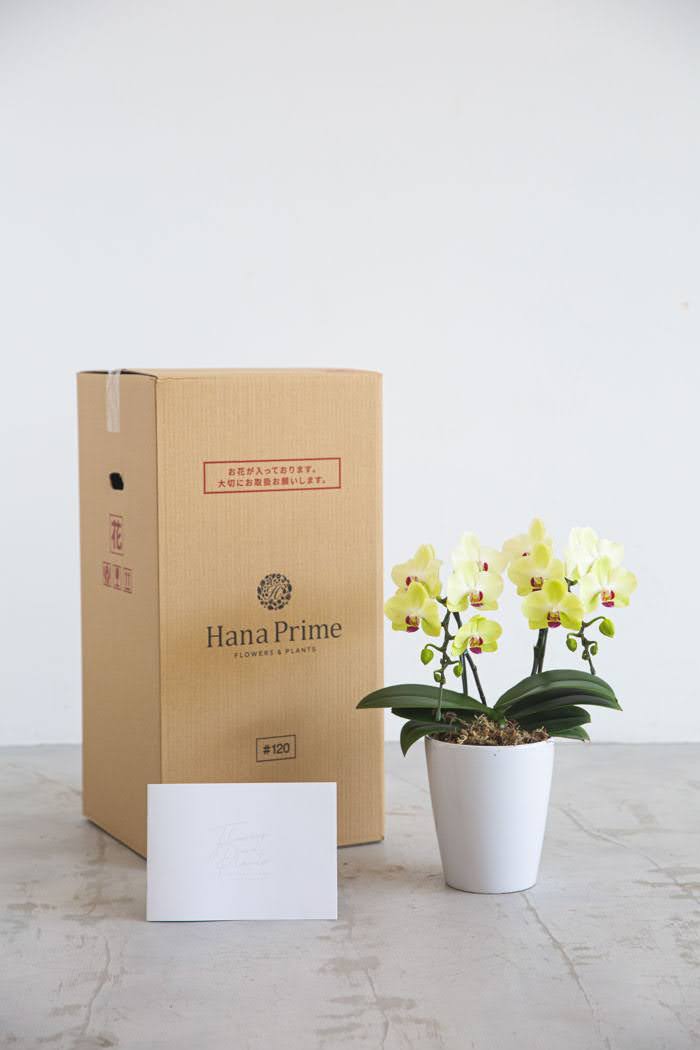 母の日 ギフト 限定 胡蝶蘭 ミディ 胡蝶蘭2本立ち イエローの写真6枚目