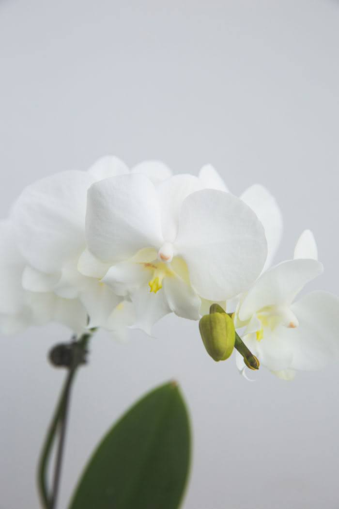 ミニ胡蝶蘭 1本立ち 白の写真4枚目