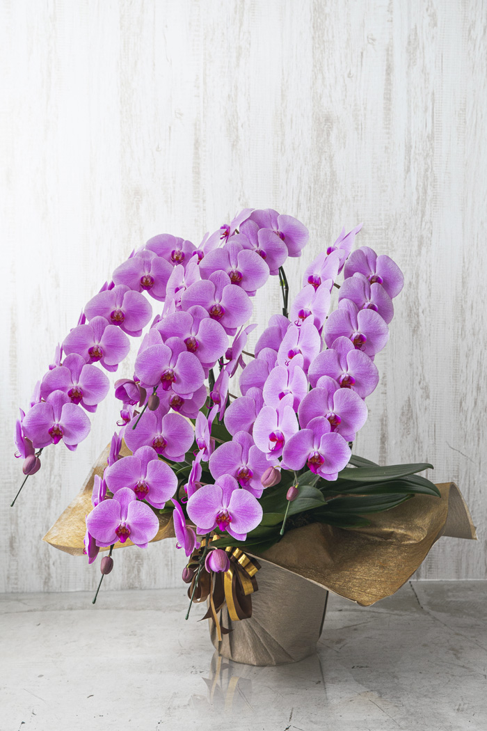 胡蝶蘭 大輪 60輪～70輪 5本立ち ピンク（60輪～70輪 5本立ち）の写真3枚目