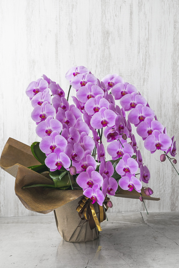 胡蝶蘭 大輪 60輪～70輪 5本立ち ピンク（60輪～70輪 5本立ち）の写真4枚目