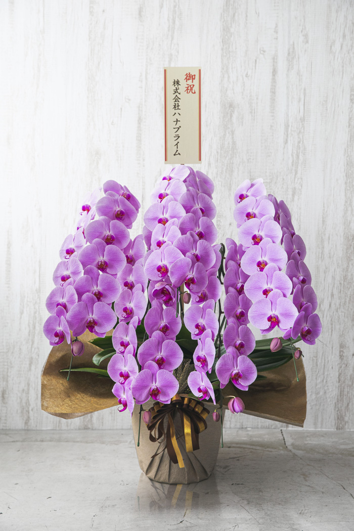 胡蝶蘭 大輪 60輪～70輪 5本立ち ピンク（60輪～70輪 5本立ち）の写真2枚目