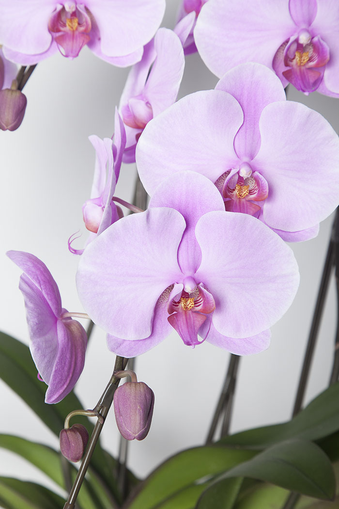 胡蝶蘭 大輪 60輪～70輪 5本立ち ピンク（60輪～70輪 5本立ち）の写真5枚目