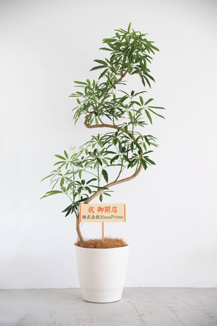 観葉植物 シェフレラ・アンガスティフォリア 曲がり（10号鉢）