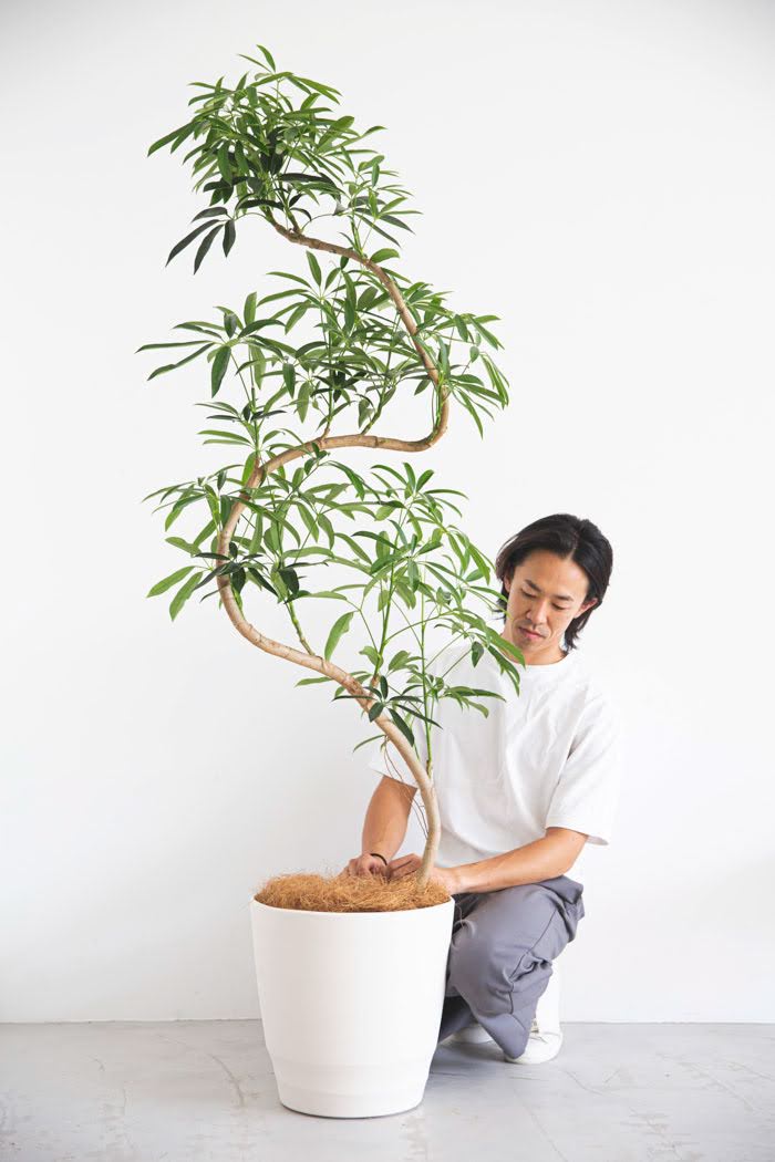 観葉植物 シェフレラ・アンガスティフォリア 曲がり（10号鉢）の写真4枚目