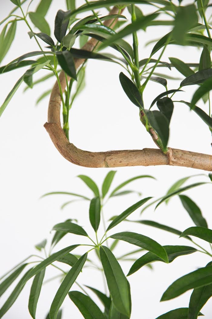 観葉植物 シェフレラ・アンガスティフォリア 曲がり（10号鉢）の写真5枚目