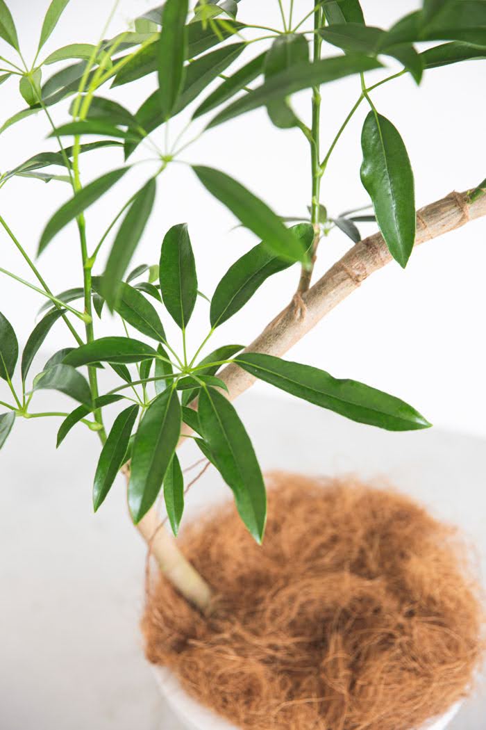 観葉植物 シェフレラ・アンガスティフォリア 曲がり（10号鉢）の写真7枚目