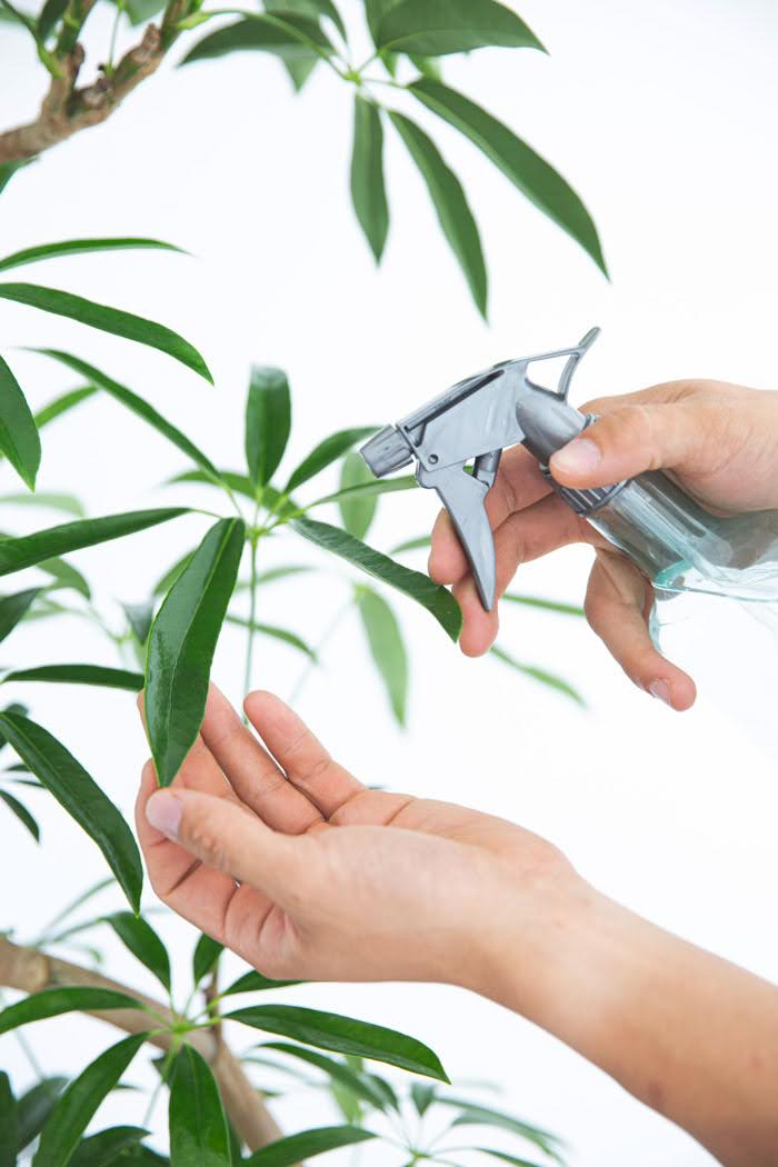 観葉植物 シェフレラ・アンガスティフォリア 曲がり（10号鉢）の写真8枚目