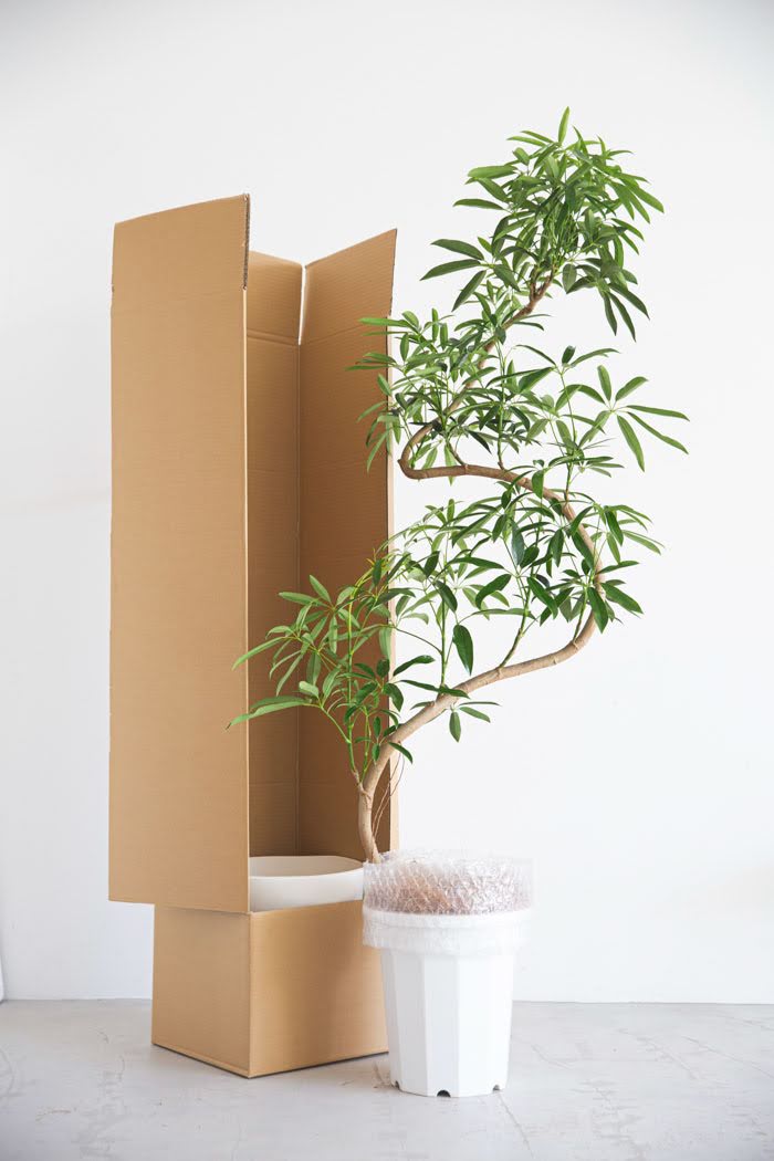 観葉植物 シェフレラ・アンガスティフォリア 曲がり（10号鉢）の写真9枚目