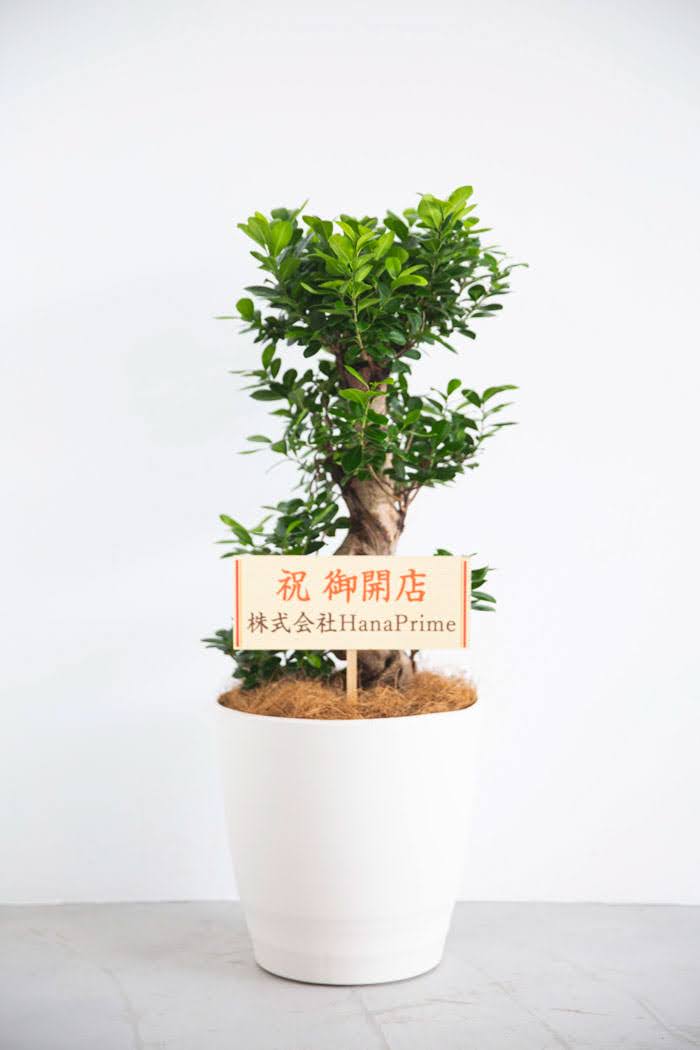 観葉植物　ガジュマル（10号鉢）