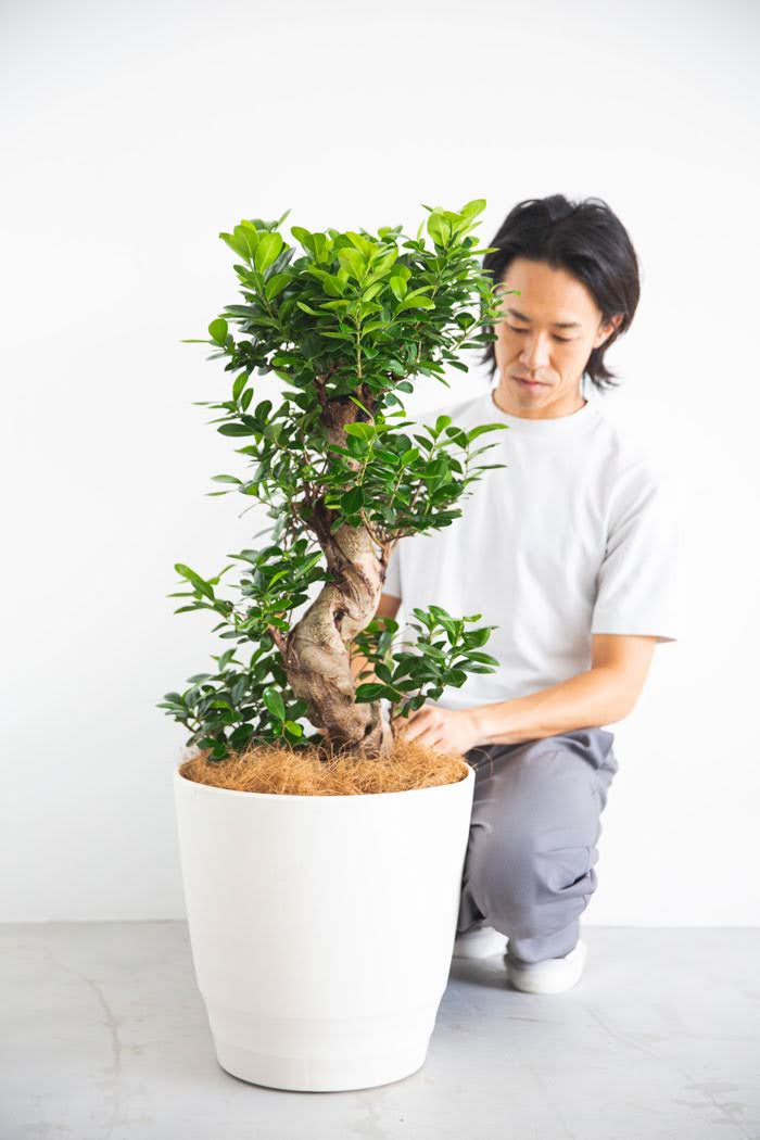 観葉植物 ガジュマル（10号鉢）の写真3枚目