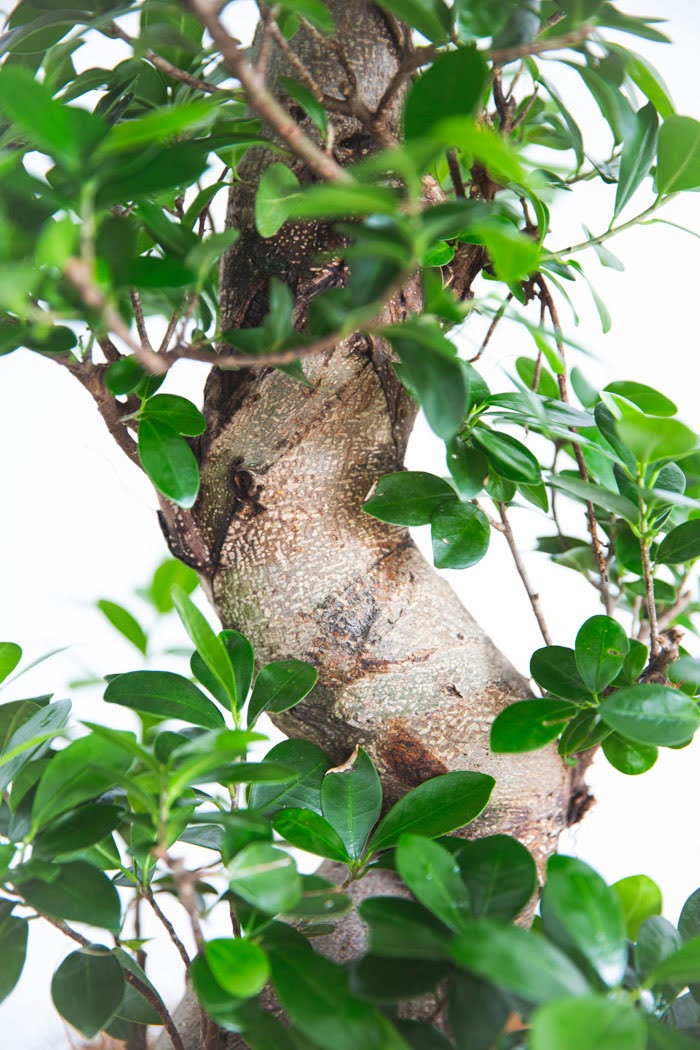 観葉植物　ガジュマル（10号鉢）の写真6枚目