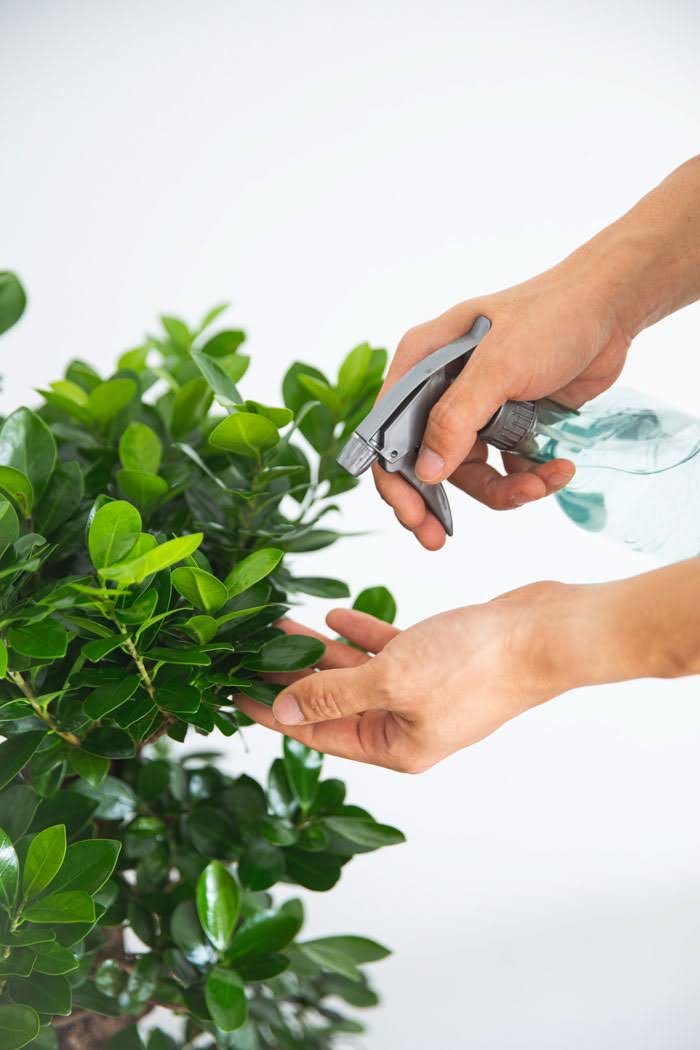 観葉植物 ガジュマル（10号鉢）の写真7枚目