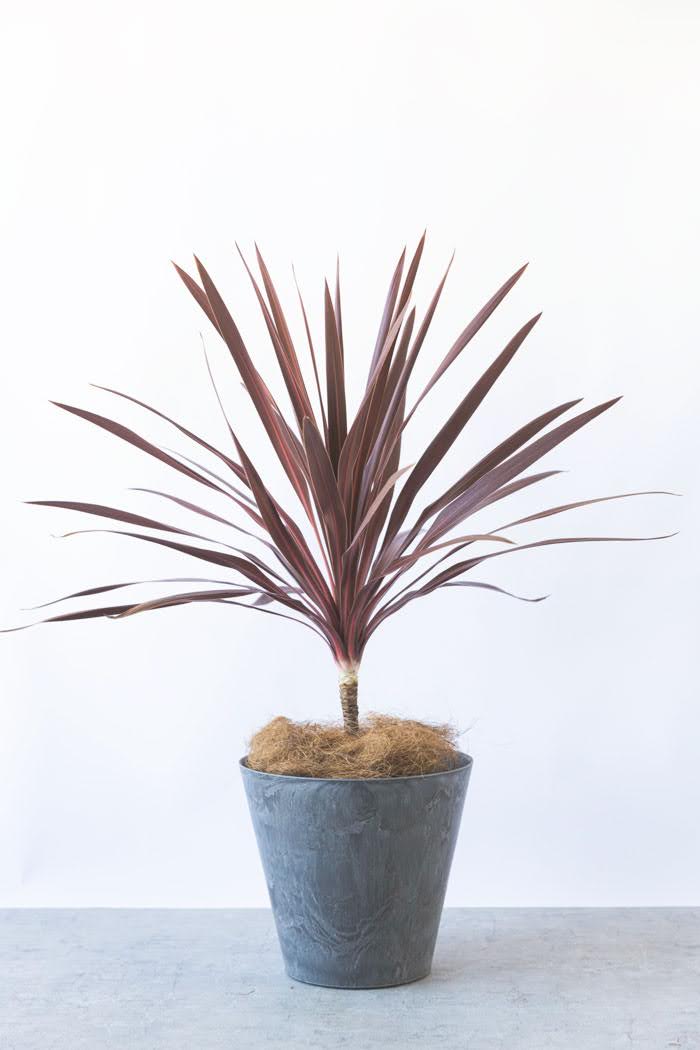 観葉植物 コルジリネレッドスター（8号鉢）