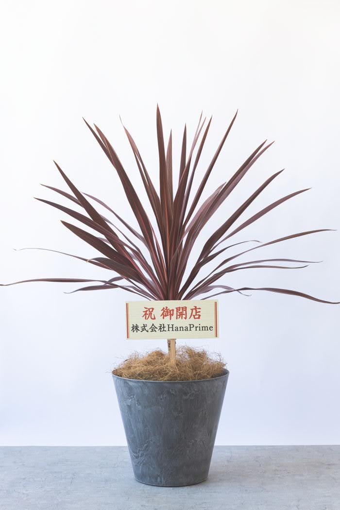 観葉植物 コルジリネレッドスター（8号鉢）
