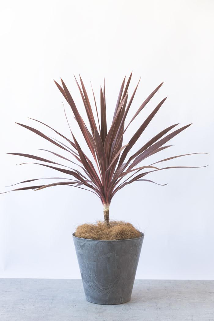 観葉植物 コルジリネレッドスター（8号鉢）の写真3枚目
