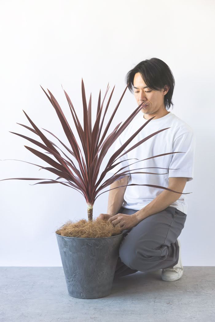 観葉植物 コルジリネレッドスター（8号鉢）の写真4枚目