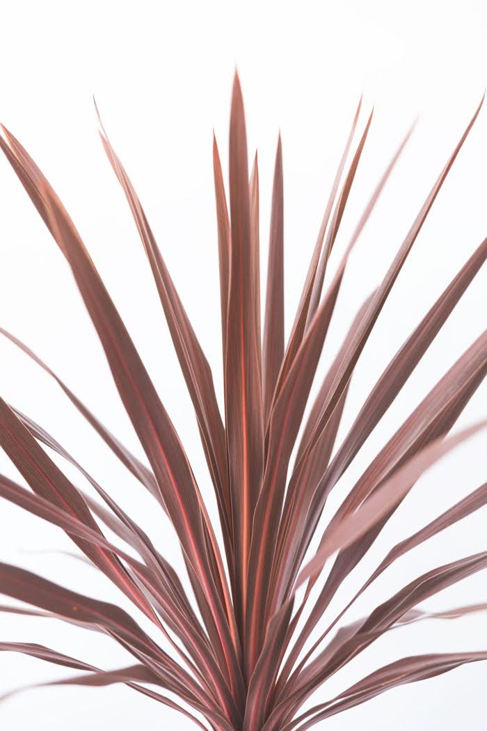 観葉植物 コルジリネレッドスター（8号鉢）の写真5枚目