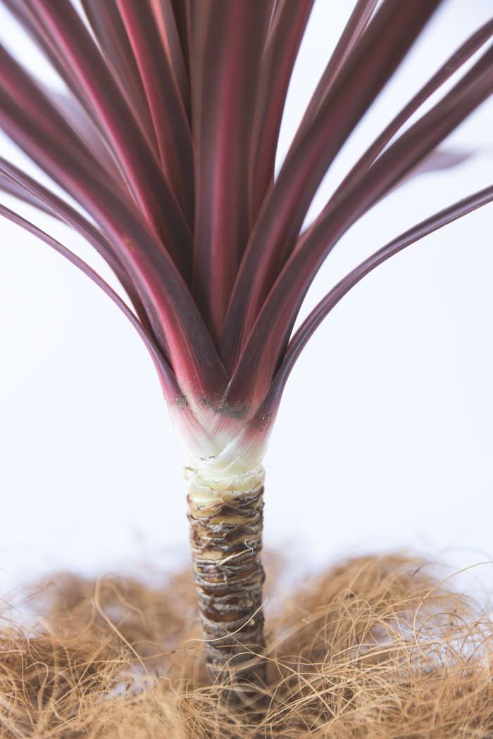 観葉植物 コルジリネレッドスター（8号鉢）の写真7枚目
