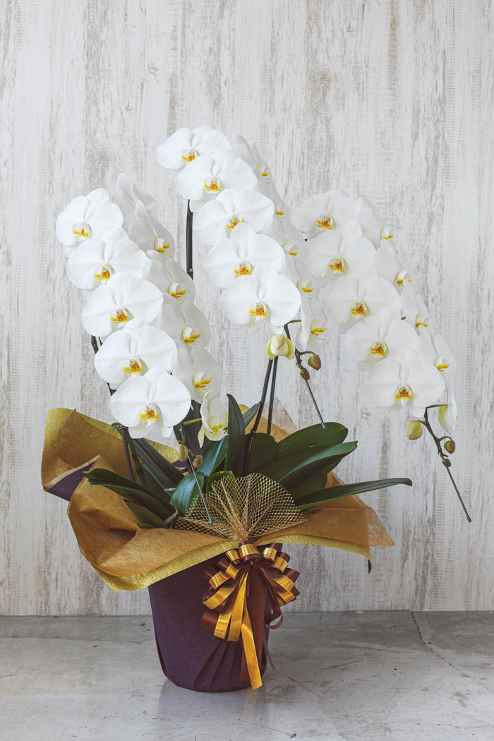 胡蝶蘭 大輪 36輪～39輪 3本立ち 白の写真3枚目